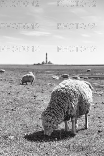 Sheep grazing, Westerheversand lighthouse on the horizon, monochrome, Westerhever, Eiderstedt,