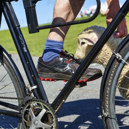 Cyclist cuddling a trusting sheep while cycling along the dyke, Westerhever, Eiderstedt,