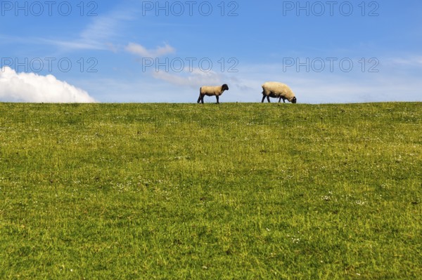 Two sheep grazing on dike, Cumulus, Westerhever, Eiderstedt, Nordfriesland, Schleswig-Holstein,