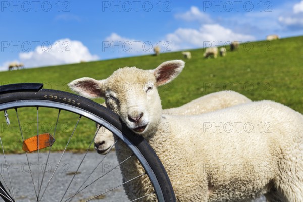 Confident sheep on a cycle tour along the dyke, Westerhever, Eiderstedt, North Frisia,