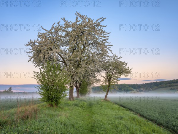 Field landscape with morning fog at dawn in spring, blossoming cherry trees along the field path,