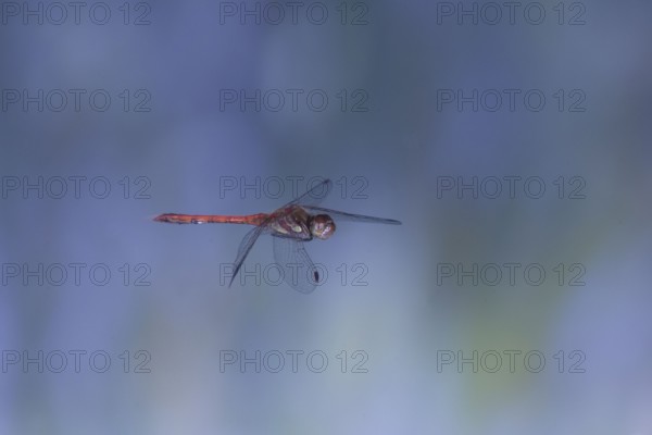 Ruddy Darter dragonfly (Sympetrum sanguineum) in flight, North Rhine-Westphalia, Germany