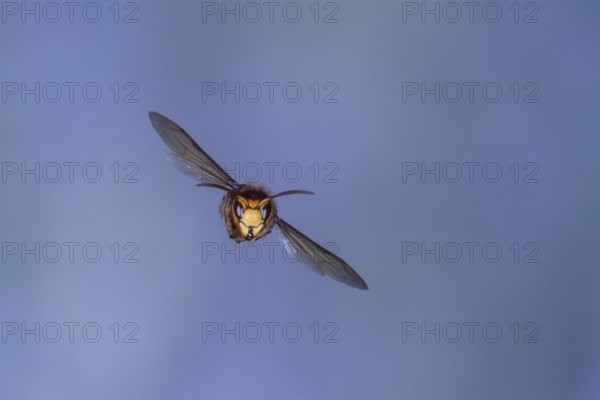 Hornet (Vespa crabro) in flight, North Rhine-Westphalia, Germany