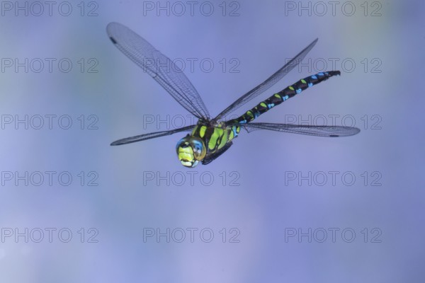 Southern Hawker (Aeshna cyanea) in flight, North Rhine-Westphalia, Germany