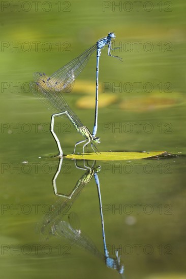 Mating wheel of the Common blue damselfly (Enallagma cyathigerum) in a body of water, North
