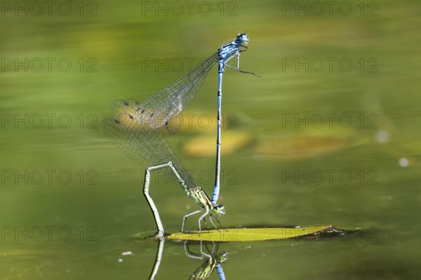 Mating wheel of the Common blue damselfly (Enallagma cyathigerum) in a body of water, North