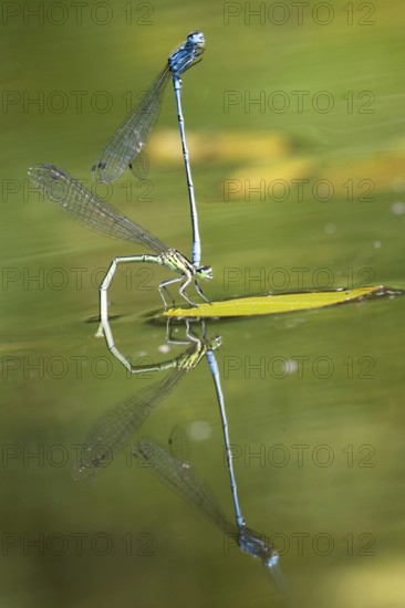 Mating wheel of the Common blue damselfly (Enallagma cyathigerum) in a body of water, North