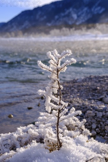 Winter on the young Isar between Wallgau and Vorderriss, Tölzer Land, Upper Bavaria, Bavaria,