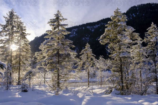 Sunrise in the forest, winter on the young Isar between Wallgau and Vorderriss, Tölzer Land, Upper