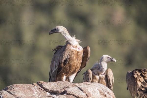Griffon vulture (Gyps fulvus), Extremadura, Castilla La Mancha, Spain
