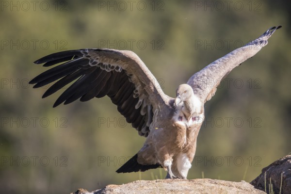 Griffon vulture (Gyps fulvus), Extremadura, Castilla La Mancha, Spain