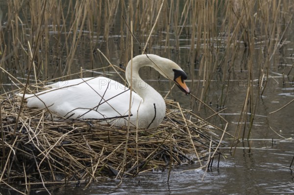 Mute swan (Cygnus olor) adult bird collecting reed plant stems to build a nest in springtime,