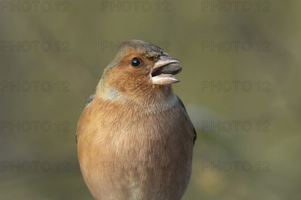 Eurasian chaffinch (Fringilla coelebs) adult male bird feeding on a sunflower seed, England, United