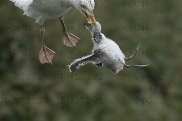 Herring gull (Larus argentatus) adult bird with a Kittiwake (Rissa tridactyla) juvenile baby bird
