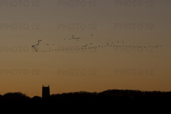 Pink-footed goose (Anser brachyrhynchus) adult geese birds flying in a flock or skein at sunset