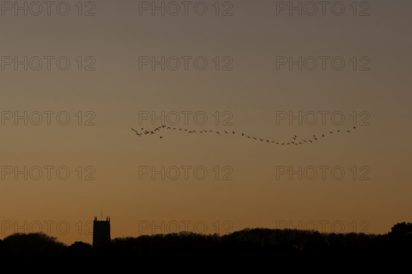 Pink-footed goose (Anser brachyrhynchus) adult geese birds flying in a flock or skein at sunset