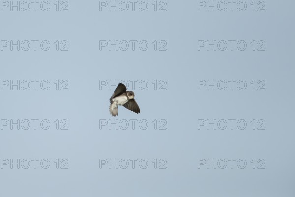 Sand martin (Riparia riparia) adult bird in flight, England, United Kingdom