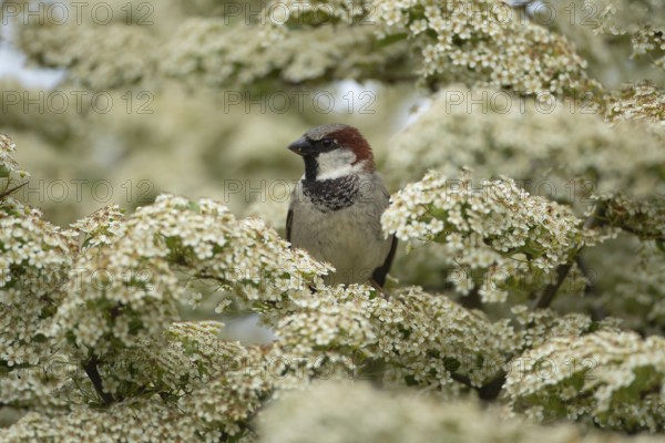 House sparrow (Passer domesticus) adult male bird sat in a garden flowering Pyracantha bush in