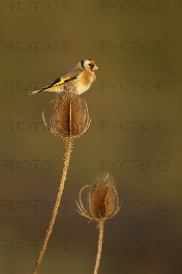 European goldfinch (Carduelis carduelis) adult bird perched on a teasel seed head, England, United