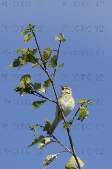 Willow warbler (Phylloscopus trochilus) adult bird singing in a tree in springtime, England, United