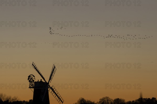 Pink-footed goose (Anser brachyrhynchus) adult geese birds flying in a flock or skein at sunset