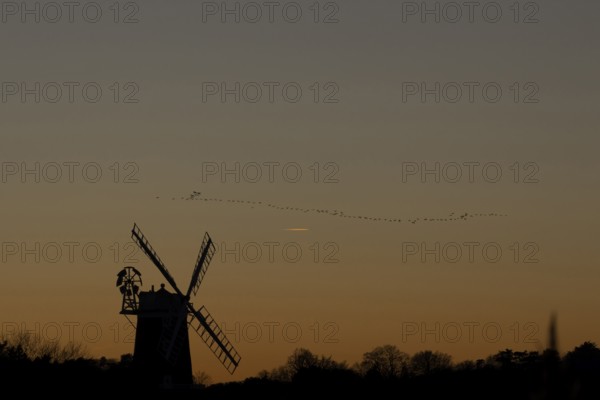 Pink-footed goose (Anser brachyrhynchus) adult geese birds flying in a flock or skein at sunset