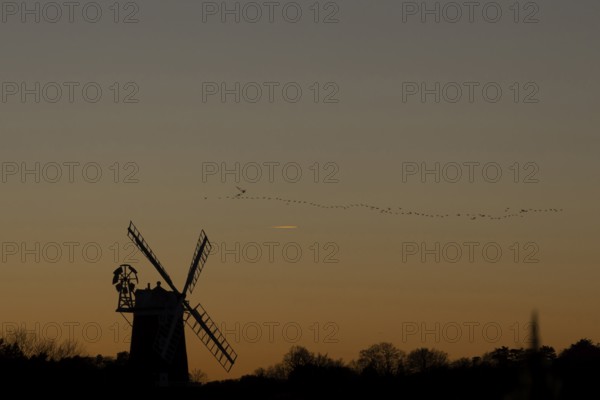 Pink-footed goose (Anser brachyrhynchus) adult geese birds flying in a flock or skein at sunset