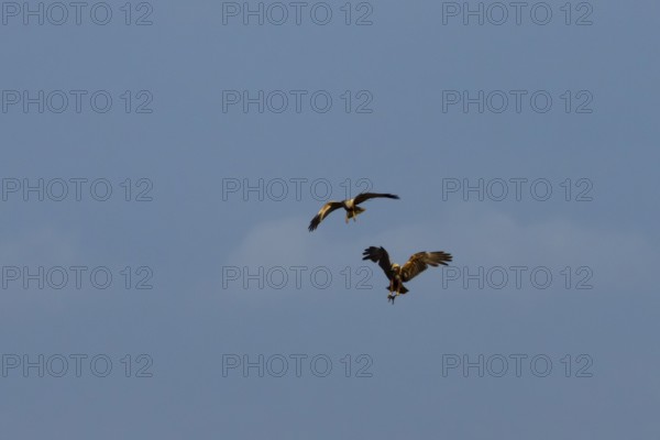 Marsh harrier (Circus aeruginosus) two adult birds of prey in flight having completed a food pass