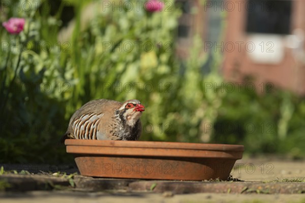 Red legged partridge (Alectoris rufa) adult game bird drinking from a garden plant saucer, England,