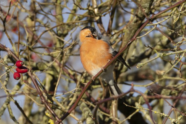Eurasian bullfinch (Pyrrhula pyrrhula) adult male bird preening in a hedgerow in winter, England,