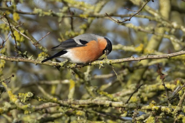 Eurasian bullfinch (Pyrrhula pyrrhula) adult male bird feeding on a tree branch in a hedgerow in