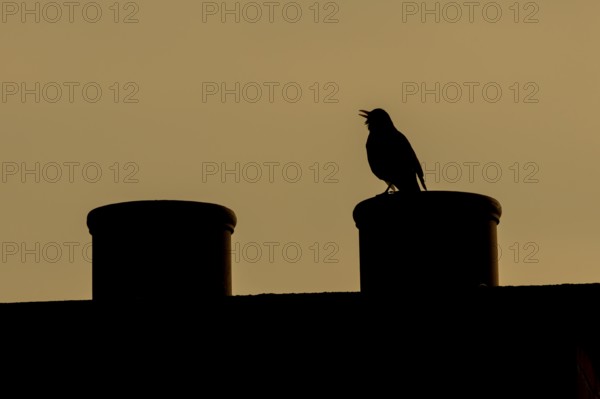 Eurasian blackbird (Turdus merula) silhouette of an adult male bird singing from an urban house