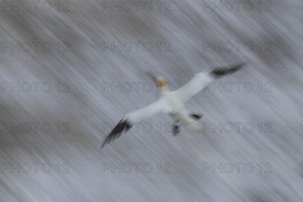 Northern gannet (Morus bassanus) adult sea bird in flight over the sea slow motion blur image,