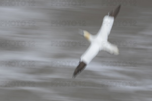 Northern gannet (Morus bassanus) adult sea bird in flight over the sea slow motion blur image,
