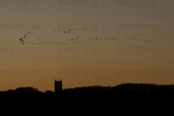 Pink-footed goose (Anser brachyrhynchus) adult geese birds flying in a flock or skein at sunset