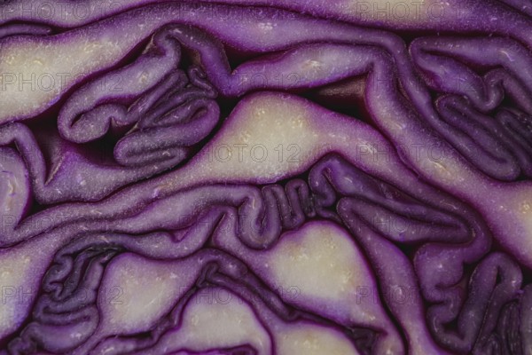 Close-up macro detail of an isolated purple cabbage or red cabbage