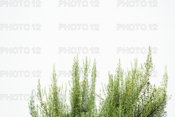 Fresh rosemary branches growing against a clean white wall, creating a simple yet elegant natural