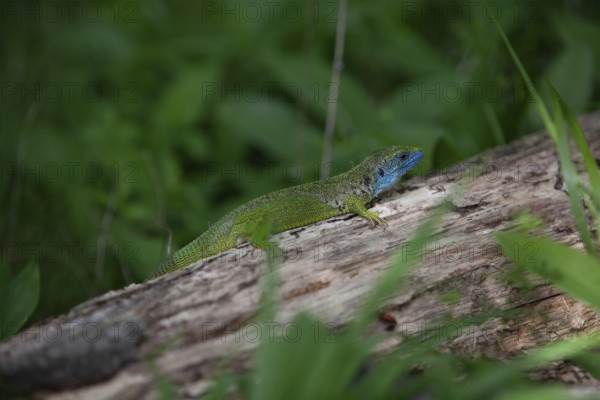 Green lizard with blue head resting on a tree trunk, surrounded by dense plants Lower Austria