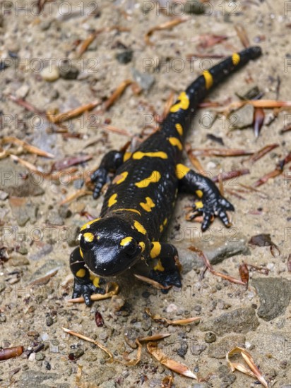 Bird's eye view of a fire salamander on rough ground with scattered leaves Vienna Woods Lower