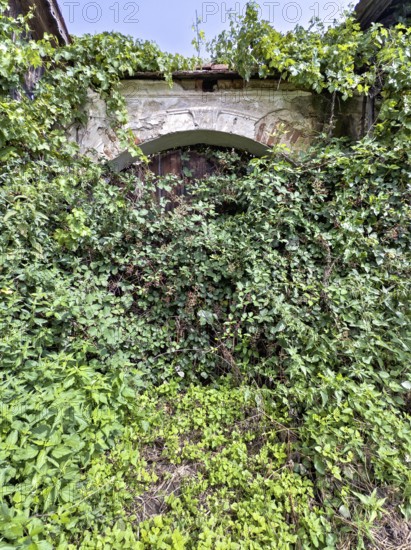 Hidden stone Tor tor overgrown with dense ivy and plants Styria Austria