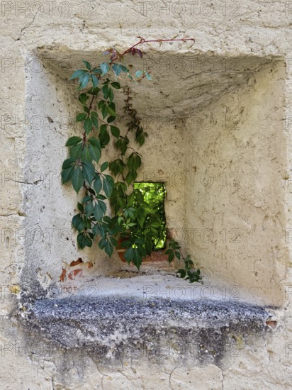 A small opening in a stone wall, framed by climbing plants that let in light Riegersburgs Styria