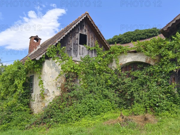 Abandoned country house overgrown with ivy, under a blue sky with an old roof Styria Austria