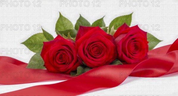 A vibrant image of three red roses, accompanied by green leaves and a flowing red ribbon against a