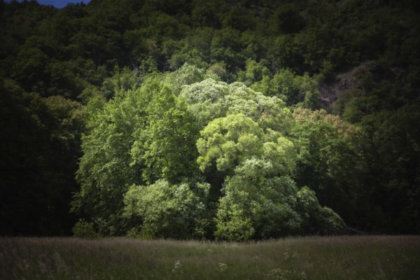 Dense treetops illuminated by the sun in a peaceful wooded area Hardegg Thayatal Lower Austria