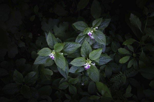 Pink flowers and leaves in the dark forest strobilanthes crispa Otter heads Schiefteller