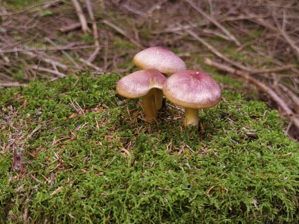 Three brown mushrooms on a mossy tree stump Waldviertel Lower Austria Austria