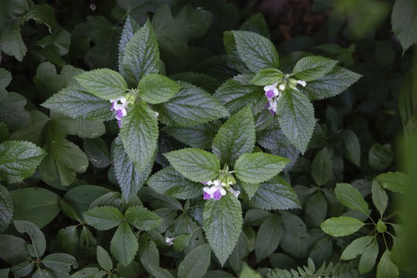 Plants with pink flowers in the forest strobilanthes crispa Otter heads Schiefteller Waldviertel