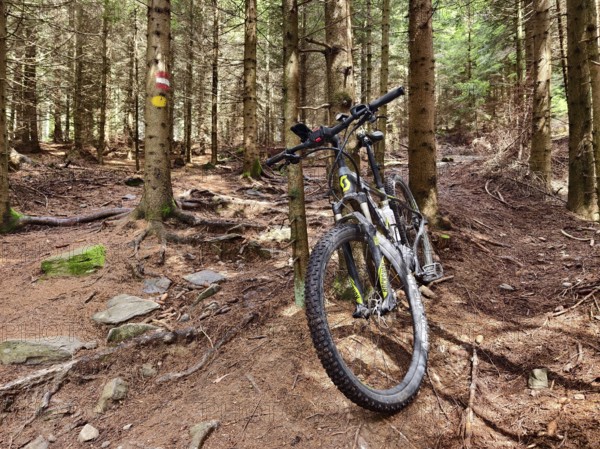 Mountain bike leaning against a tree in a shady forest Styria Austria