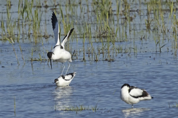 Avocet two birds mating in water standing on each other looking left, Lake Neusiedl, Burgenland,