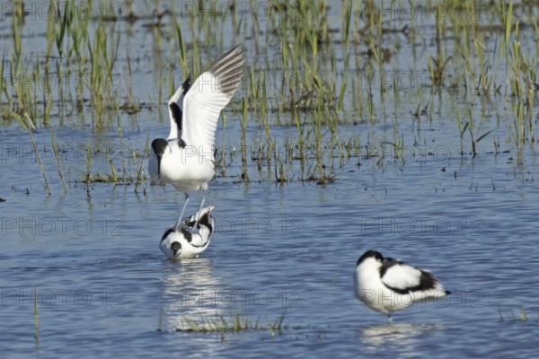 Avocet two birds mating in water standing on each other from the front, Lake Neusiedl, Burgenland,